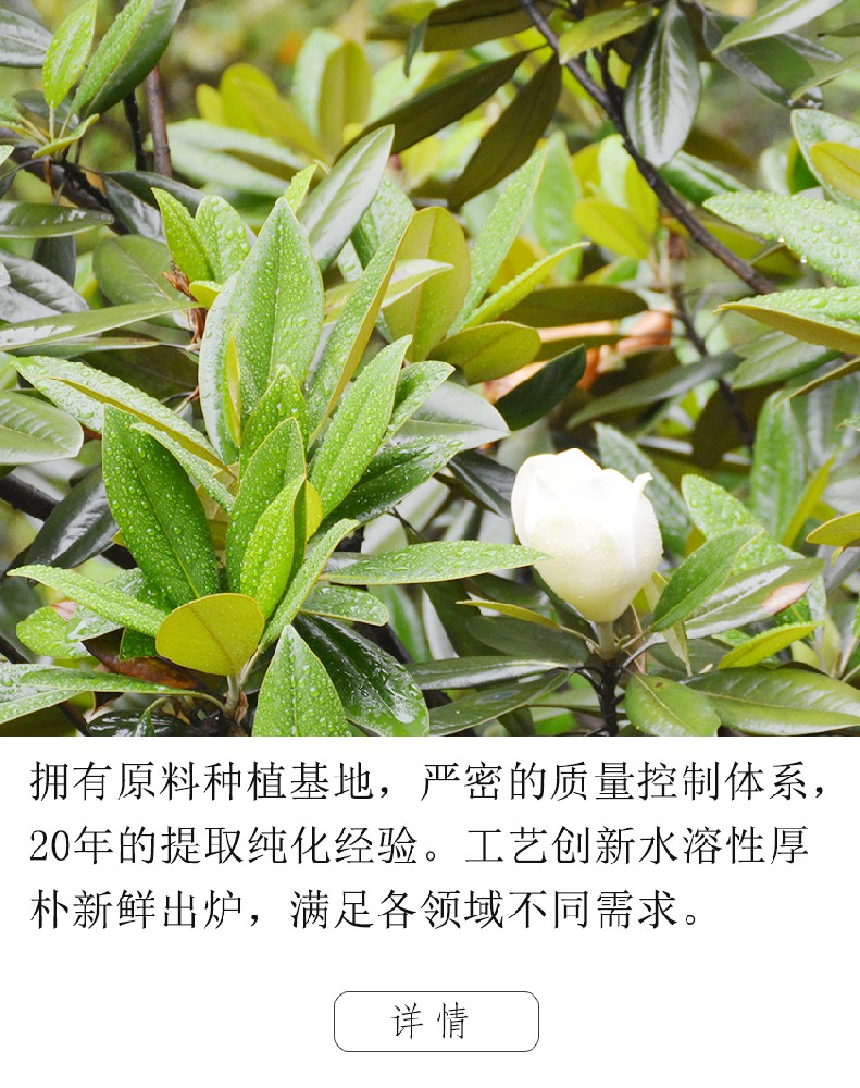 厚樸提取物