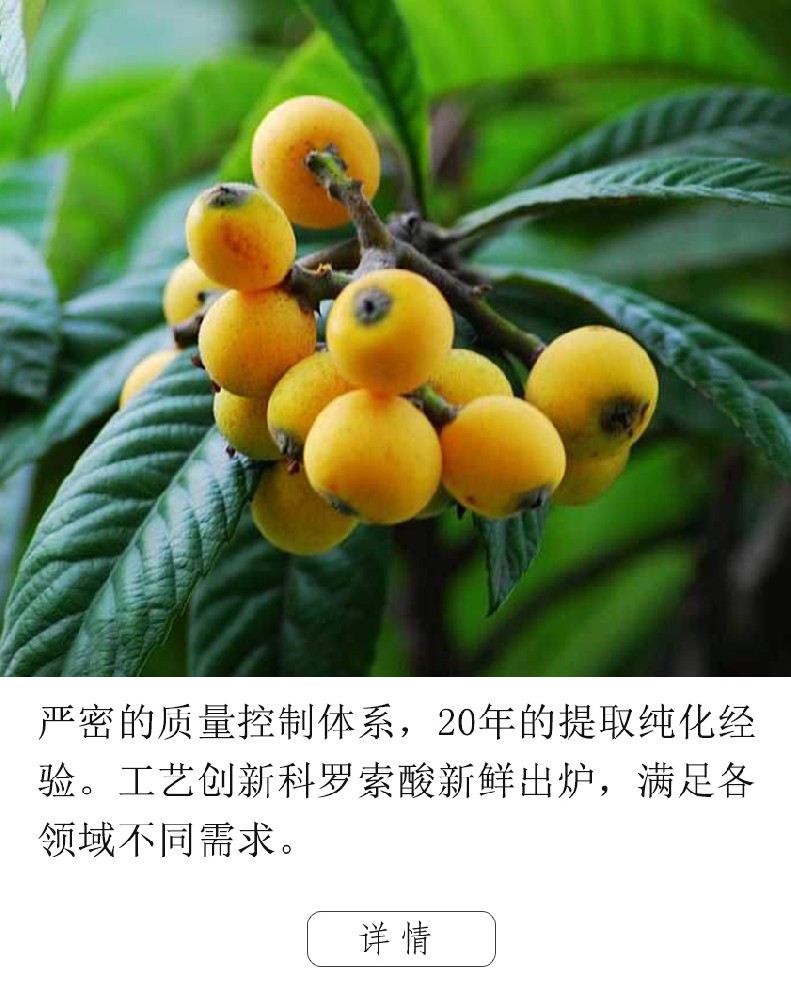 枇杷葉提取物
